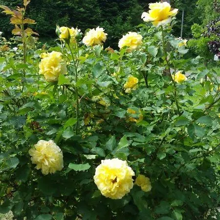 Vakantiehuis La Scierie