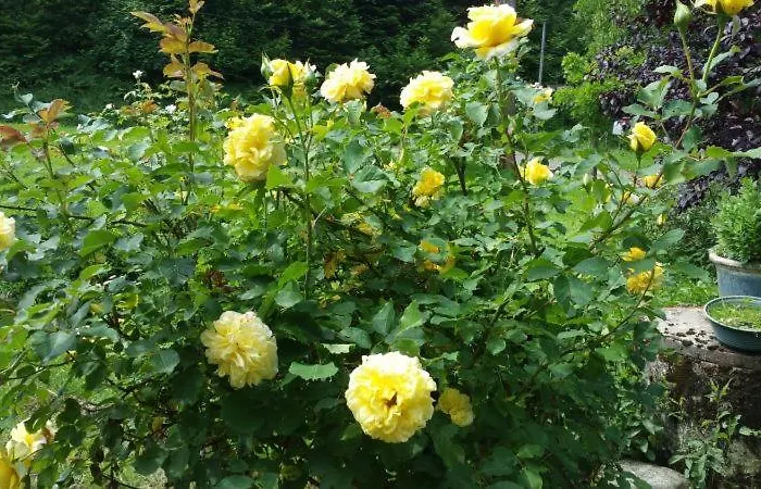 Semesterbostad La Scierie