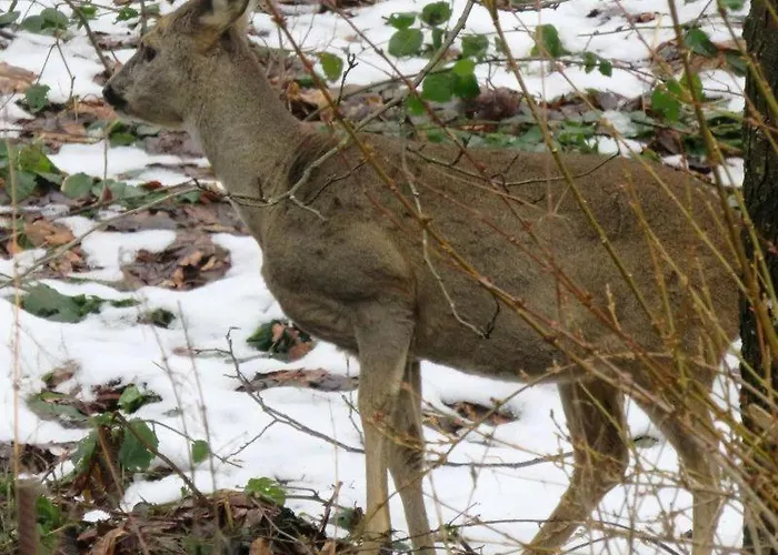 La Scierie Semesterbostad Lubine